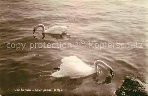 AK / Ansichtskarte Schwan Lac Leman  Kat. Tiere