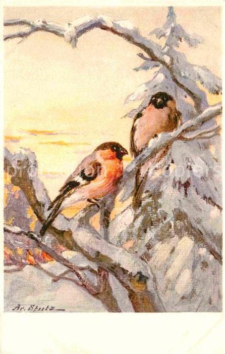 Ak Ansichtskarte Kuenstlerkarte Ar Stutz Rotkehlchen Kat