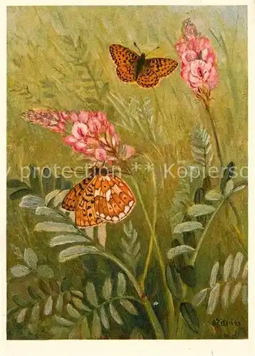 AK / Ansichtskarte Schmetterlinge Nymphalidae Zarter Perlmutterfalter Kuenstlerkarte Zeltner  Kat. Tiere