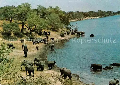 AK / Ansichtskarte Elefant Kruger National Park Addp Cape  Kat. Tiere