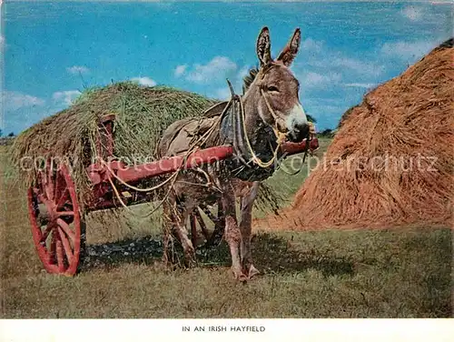 AK / Ansichtskarte Esel Tiere Connemara Irland Hayfield Landwirtschaft Eselkarre  Kat. Tiere