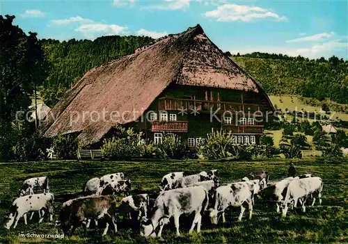 AK / Ansichtskarte Schwarzwaldhaeuser Kuehe  Kat. Gebaeude und Architektur