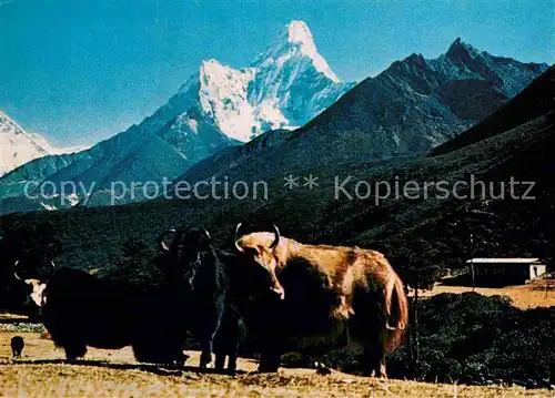 AK / Ansichtskarte Kuehe Mt. Amadablam Yak Nepal  Kat. Tiere