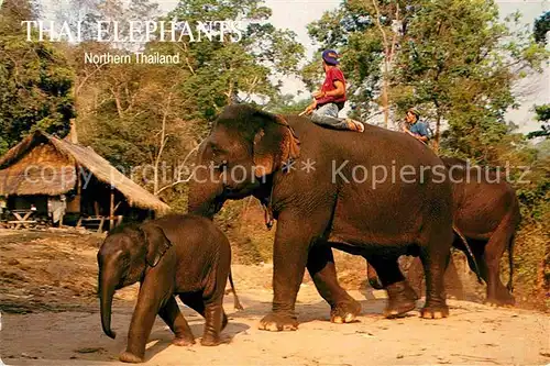 AK / Ansichtskarte Elefant Thai Elephants Northern Thailand  Kat. Tiere