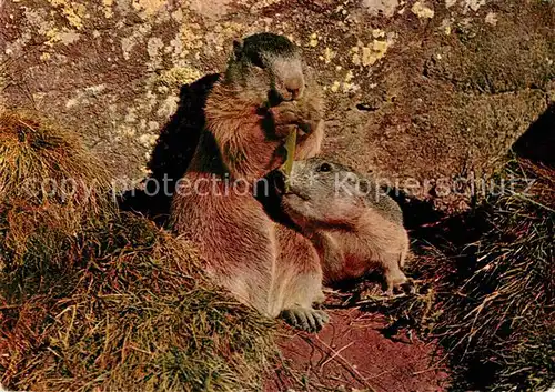 AK / Ansichtskarte Murmeltier Marmottes  Kat. Tiere
