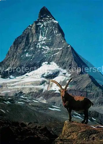 AK / Ansichtskarte Steinbock Ibex Bouquetin  Kat. Tiere