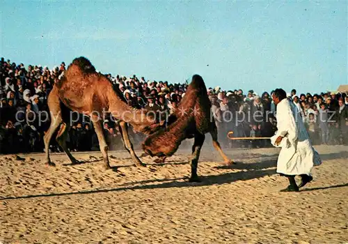 AK / Ansichtskarte Kamele Sud Tunisien Combat de Chameaux  Kat. Tiere