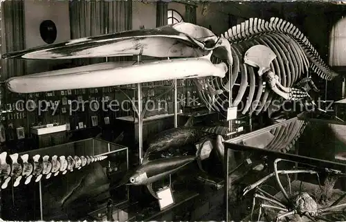 AK / Ansichtskarte Wal Baleine Skelett Musee Oceanographique de Monaco  Kat. Tiere