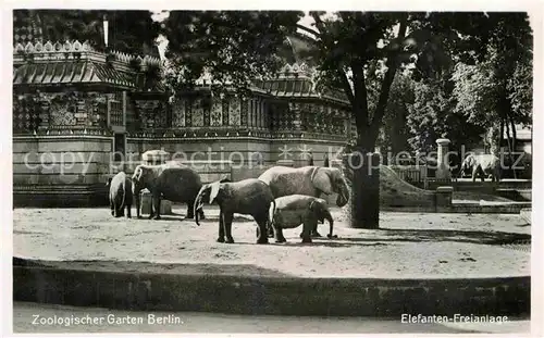 AK / Ansichtskarte Zoo Berlin Elefanten Freianlage  Kat. Tiere