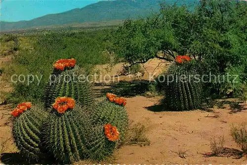 AK / Ansichtskarte Kakteen Barrel Cactus Desert  Kat. Pflanzen