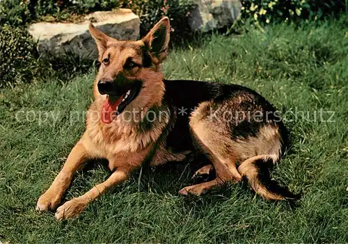 AK / Ansichtskarte Schaeferhunde  Kat. Tiere