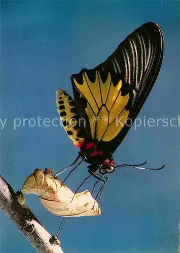 AK / Ansichtskarte Schmetterlinge Troides aeacus Papilorama Marin Neuchatel  Kat. Tiere