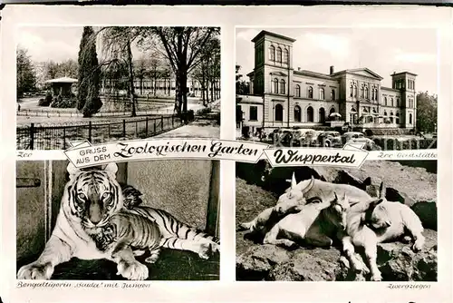AK / Ansichtskarte Wuppertal Zoo Gaststaette Bengaltiger Saida mit Jungen Zwergziegen Kat. Wuppertal