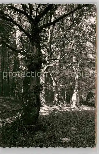 AK / Ansichtskarte Eversberg Wald Kat. Meschede