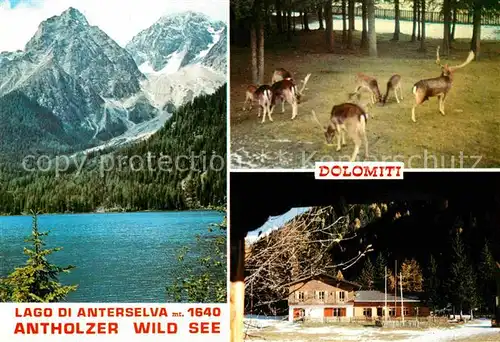 AK / Ansichtskarte Antholz Rasen Antholzer Wildsee Lago di Anterselva Dolomiti Damwild