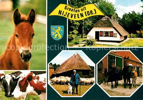 AK / Ansichtskarte Nijeveen Fohlen Rinder Schafe Pferde