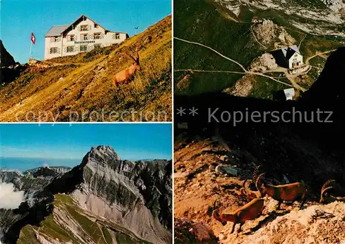 AK / Ansichtskarte Weissbad Berggasthaus Rotsteinpass Gebirgspanorama Appenzeller Alpen Steinboecke Kat. Weissbad