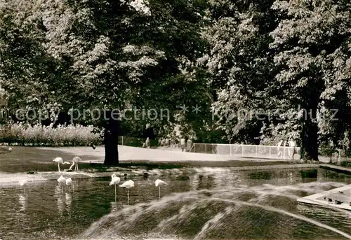 AK / Ansichtskarte Mainz Rhein Stadtpark Flamingoteich Landeshauptstadt Universitaetsstadt