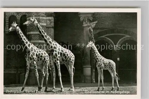 AK / Ansichtskarte Giraffe Zoo Berlin Giraffenherde Aussengehege Kat. Tiere
