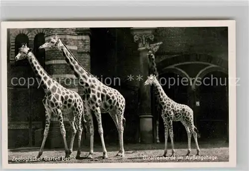 AK / Ansichtskarte Giraffe Zoo Berlin Giraffenherde Aussengehege Kat. Tiere