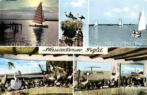 AK / Ansichtskarte Neusiedl See Seepartien mit Schwaenen Stoerche Kat. Neusiedl am See