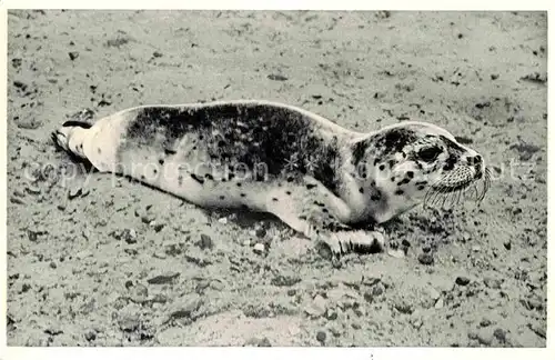 AK / Ansichtskarte Seehunde Robben Nordsee  Kat. Tiere