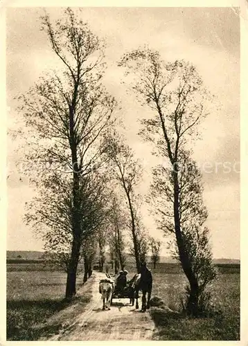 AK / Ansichtskarte Baeume Trees Rudolf Pestalozzi Baeume im Vorfruehling  Kat. Pflanzen