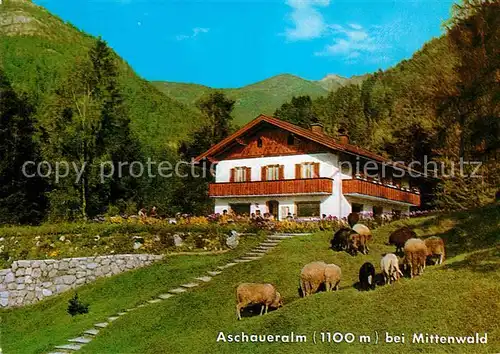 AK / Ansichtskarte Mittenwald Bayern Aschaueralm Schafe Kat. Mittenwald