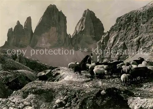 AK / Ansichtskarte Tre Cime Di Lavaredo Schaefer mit Herde Kat. Italien