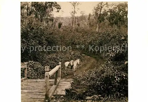 AK / Ansichtskarte Amsterdam Niederlande Tropenmuseum Kinatuin in Tjibeurum West Java ca 1870 Kat. Amsterdam