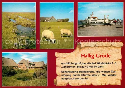 AK / Ansichtskarte Hallig Groede Landschaftspanorama Schafe Bootsanleger Faehre Kat. Groede Hallig