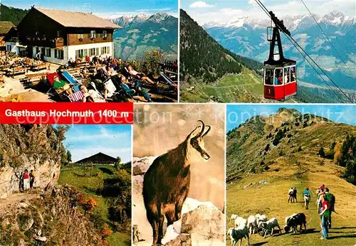 AK / Ansichtskarte Dorf Tirol Seilbahn Steinbock Gasthaus Hochmuth Schafe Kat. Tirolo