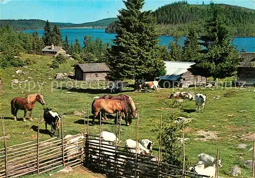 AK / Ansichtskarte Dalarna Pa faeboden Auf der Weide Pferde Kuehe Kat. Schweden