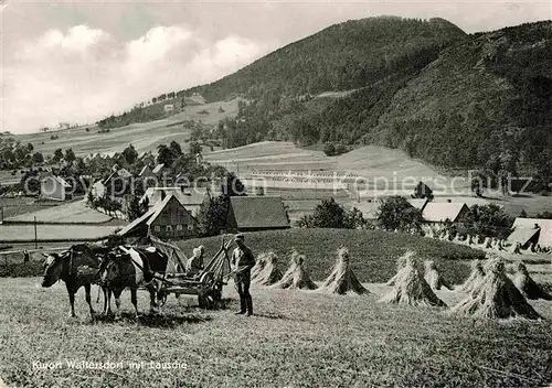 AK / Ansichtskarte Waltersdorf Bad Schandau Teilansicht Heuernte Kat. Bad Schandau