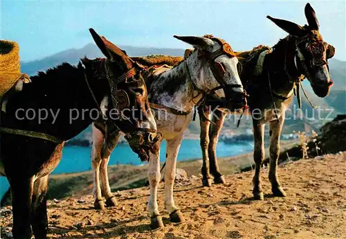 AK / Ansichtskarte Esel Tiere Spanien Borricos tipicos Espana  Kat. Tiere