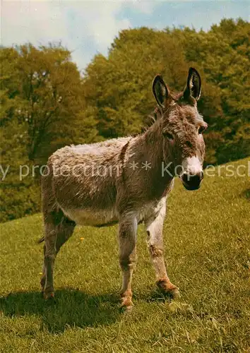 AK / Ansichtskarte Esel Tiere  Kat. Tiere