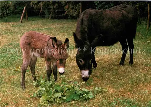 AK / Ansichtskarte Esel Tiere Eselsfuellen Diakonissenanstalt Salem Koeslin  Kat. Tiere