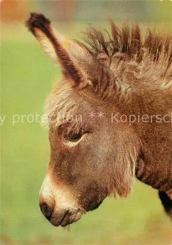 AK / Ansichtskarte Esel Tiere Hirschfeld Tierpark  Kat. Tiere