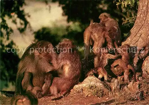 AK / Ansichtskarte Affen Chacma Baboons Southern Africa Baerenpavian Kat. Tiere