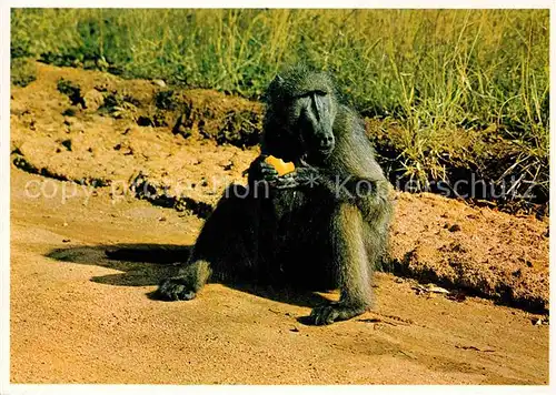 AK / Ansichtskarte Affen Baboon Cape Peninsula  Kat. Tiere