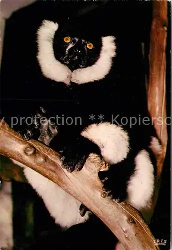 AK / Ansichtskarte Affen Lemur Madagascar Kat. Tiere