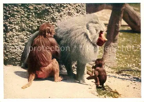 AK / Ansichtskarte Affen Pavian Pavianfamilie Muenchen Tierpark Hellabrunn  Kat. Tiere