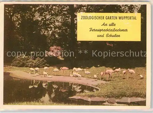 AK / Ansichtskarte Wuppertal Zoologischer Garten Flamingo Kat. Wuppertal