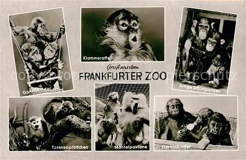 AK / Ansichtskarte Zoo Frankfurt Gorillakinder Klammeraffe Schimpanse Totenkoepfchen  Kat. Tiere