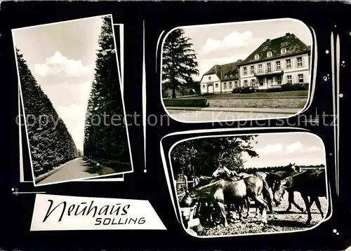 AK / Ansichtskarte Neuhaus Solling Pferde Park Kat. Holzminden