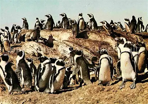 AK / Ansichtskarte Pinguin Felseninsel Suedkueste  Kat. Tiere