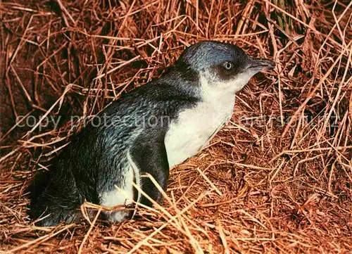 AK / Ansichtskarte Pinguin Fairy Penguin New South Wales Australia Kat. Tiere