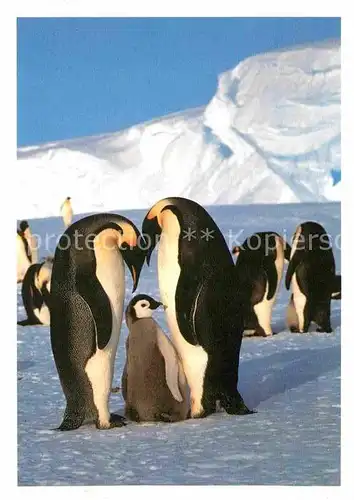 AK / Ansichtskarte Pinguin Kaiserpinguinpaar mit Jungem  Kat. Tiere