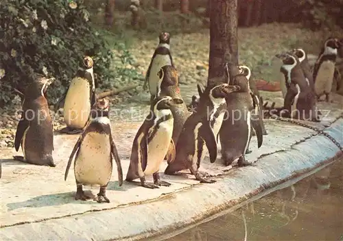 AK / Ansichtskarte Pinguin Humboldt Pinguine   Kat. Tiere