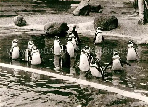 AK / Ansichtskarte Pinguin Brillen  und Humboldt Pinguine Zoo Leipzig  Kat. Tiere